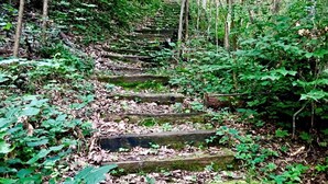 A forested area with a series of stone steps leading through dense vegetation.