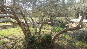 Ein Baum mit mehreren Stämmen und Ästen in einer natürlichen Umgebung.
