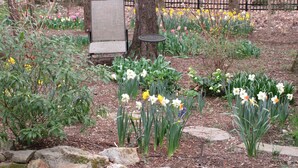 Un jardin avec un banc, une table et diverses plantes, notamment des jonquilles.