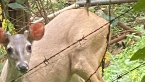 A deer behind a barbed wire fence in a natural setting with dense foliage. - Enchanted Nest of Love! (Quepos)