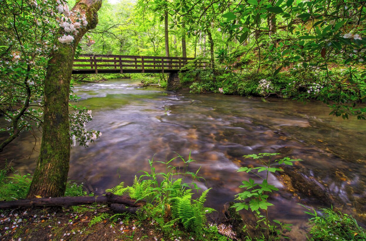 A wooden bridge over a clear stream surrounded by lush greenery.