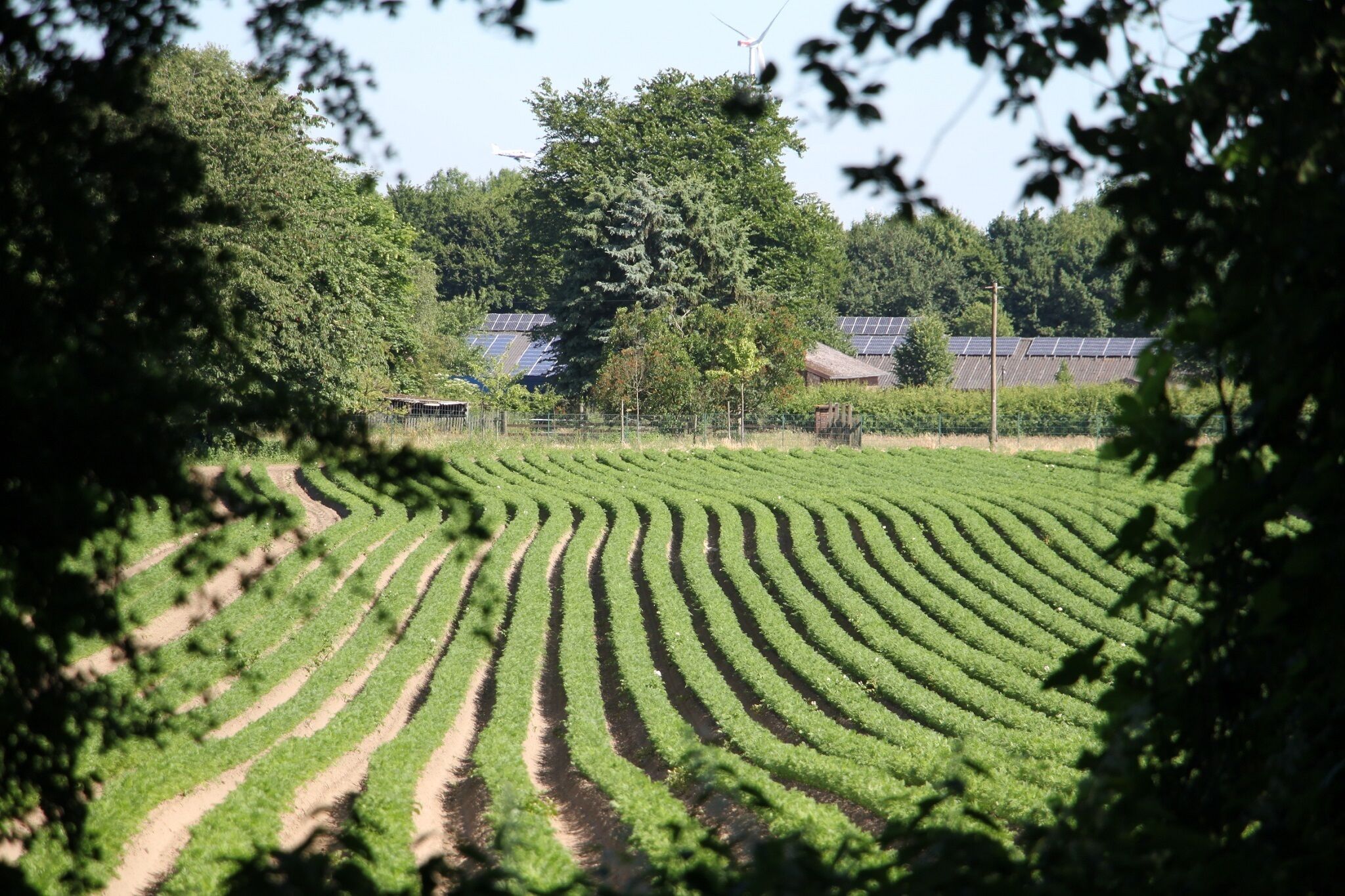 A field of crops with rows of plants, a wind turbine, and a building in the background.