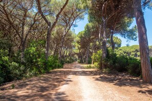 A dirt path flanked by tall trees and dense green foliage.