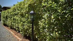 Eine Straßenlaterne an einem Kiesweg neben einer gepflegten Hecke.