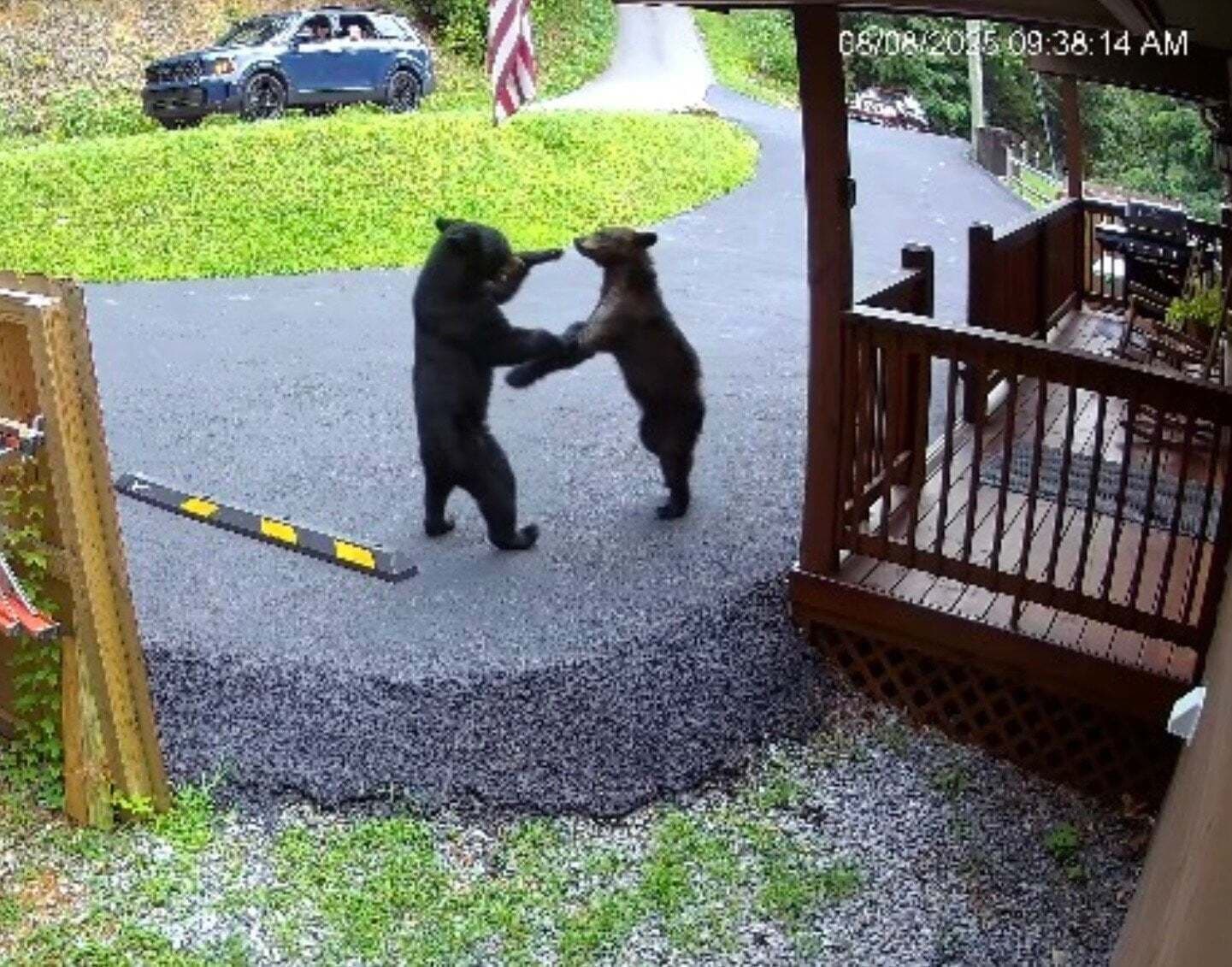 Deux ours sur une allée.
