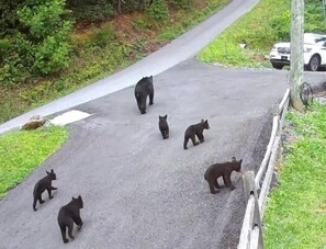A paved road with a group of bears walking along it.