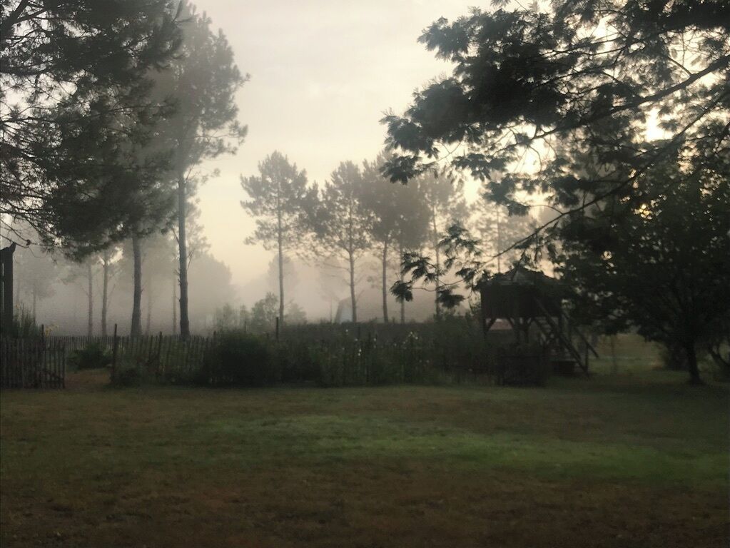 Une scène extérieure brumeuse, avec des arbres et une zone herbeuse.