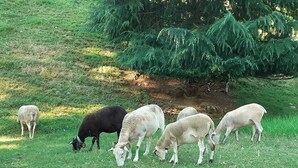 A grassy field with several sheep grazing. - Bellevue residence. Bed and breakfast between Pau, Lourdes and Tarbes (Pontacq)