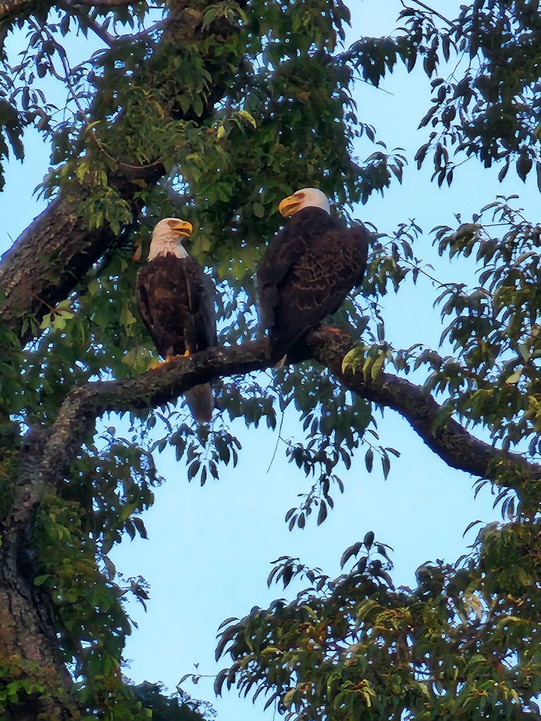 Two bald eagles perched on a tree branch.