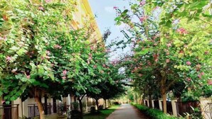 A pathway lined with trees bearing pink flowers, flanked by buildings with balconies and railings. - Tongfa Hot Spring Hotel (Wanning)