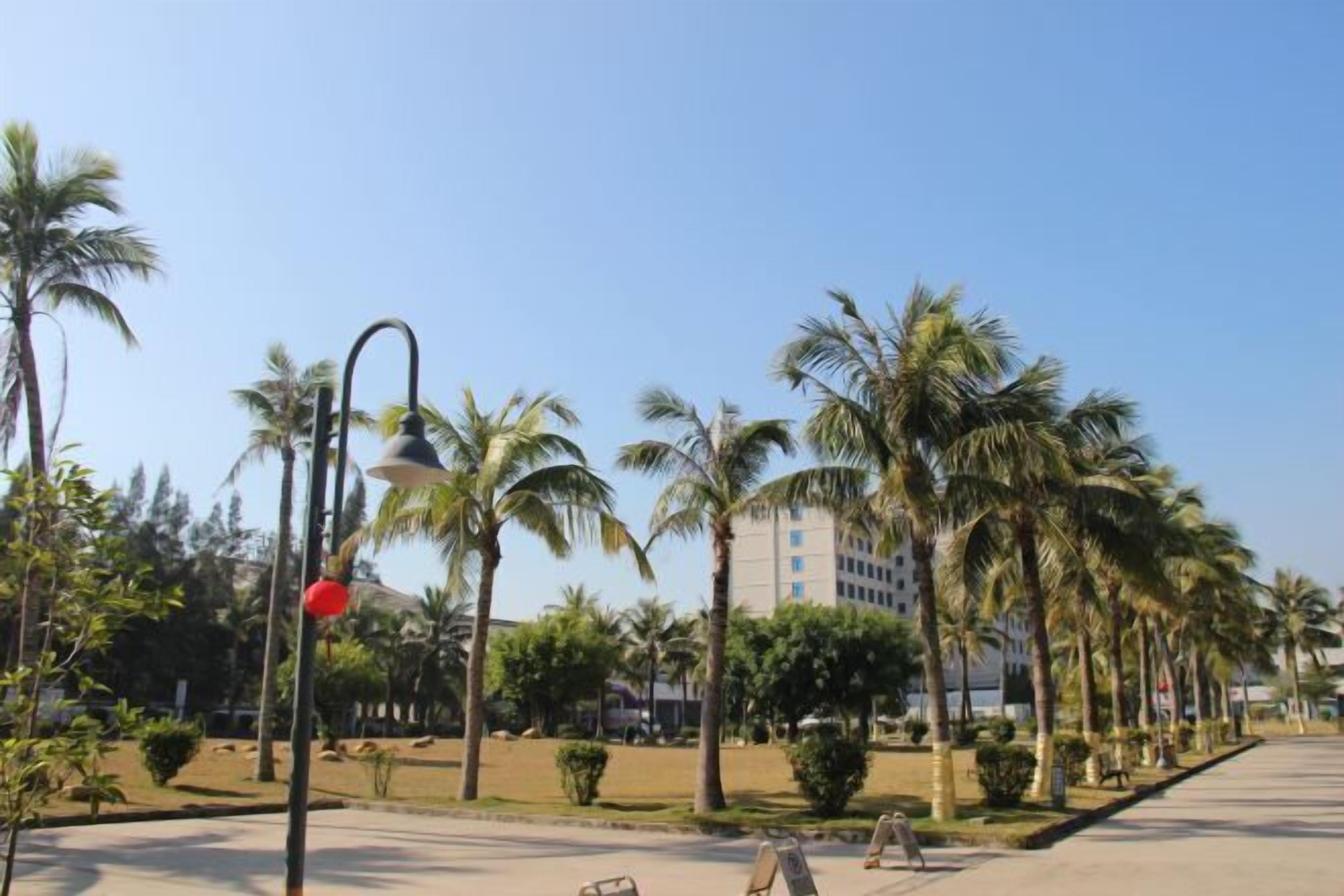 A paved pathway lined with palm trees and a building in the background.
