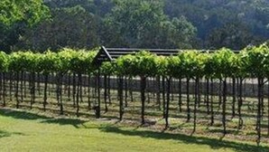 A vineyard with rows of grapevines and a building in the background. - Romantic Cabin: Hot Tub, Pet friendly, 2m Whitewater, Concierge, Private driver (Canyon Lake)