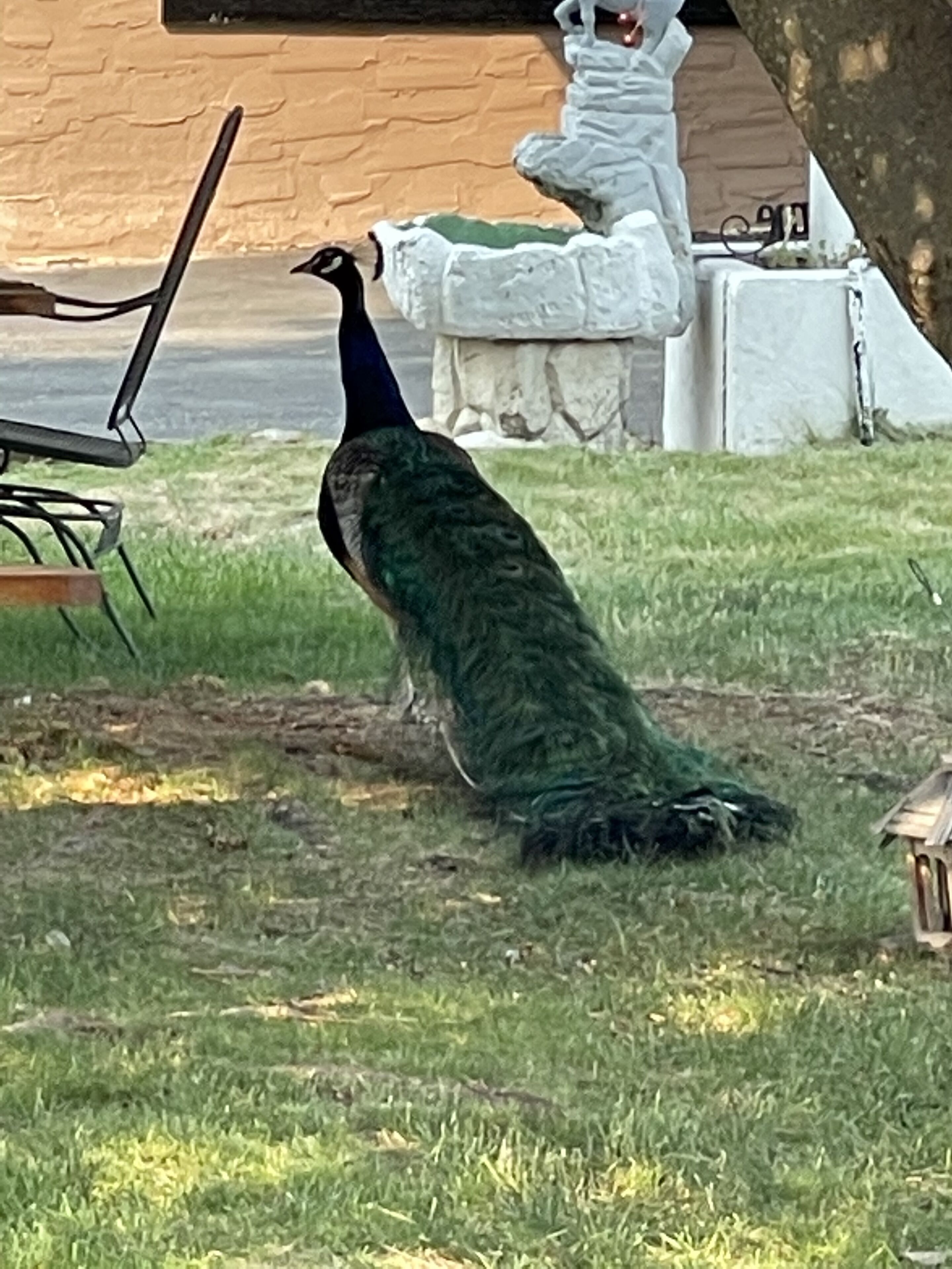 Un pavo real de pie sobre hierba, con una estructura de piedra y una silla al fondo.