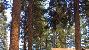A cabin surrounded by tall trees, with a small porch and a covered outdoor seating area.