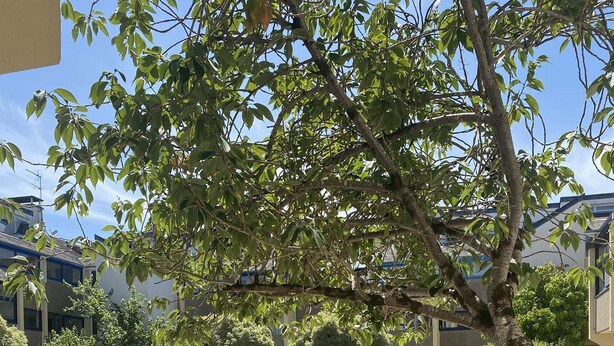 A courtyard with a paved walkway, surrounded by trees and shrubs, and buildings in the background. - Combrit, nice duplex with heated pool, tennis court and beach on foot (COMBRIT)