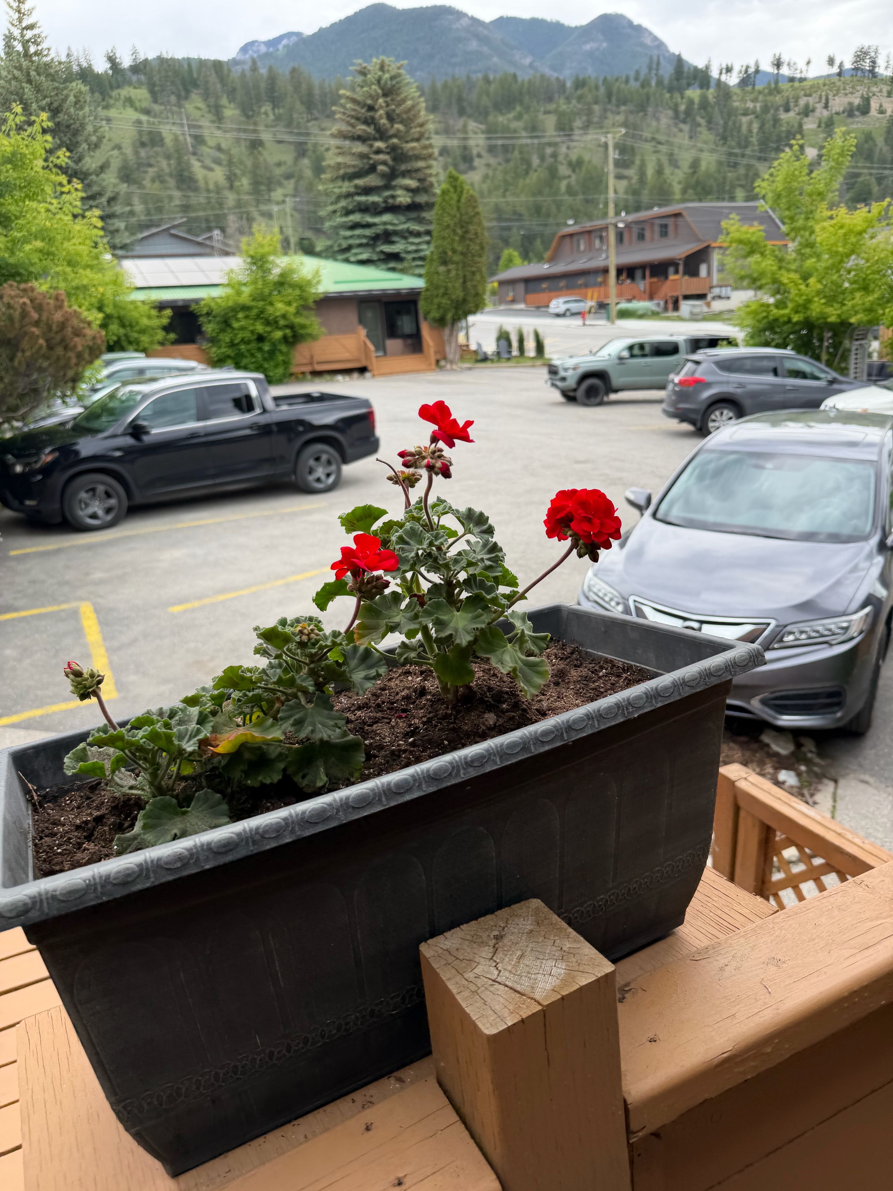 Ein Blumentopf mit roten Blüten auf einer Holzterrasse.