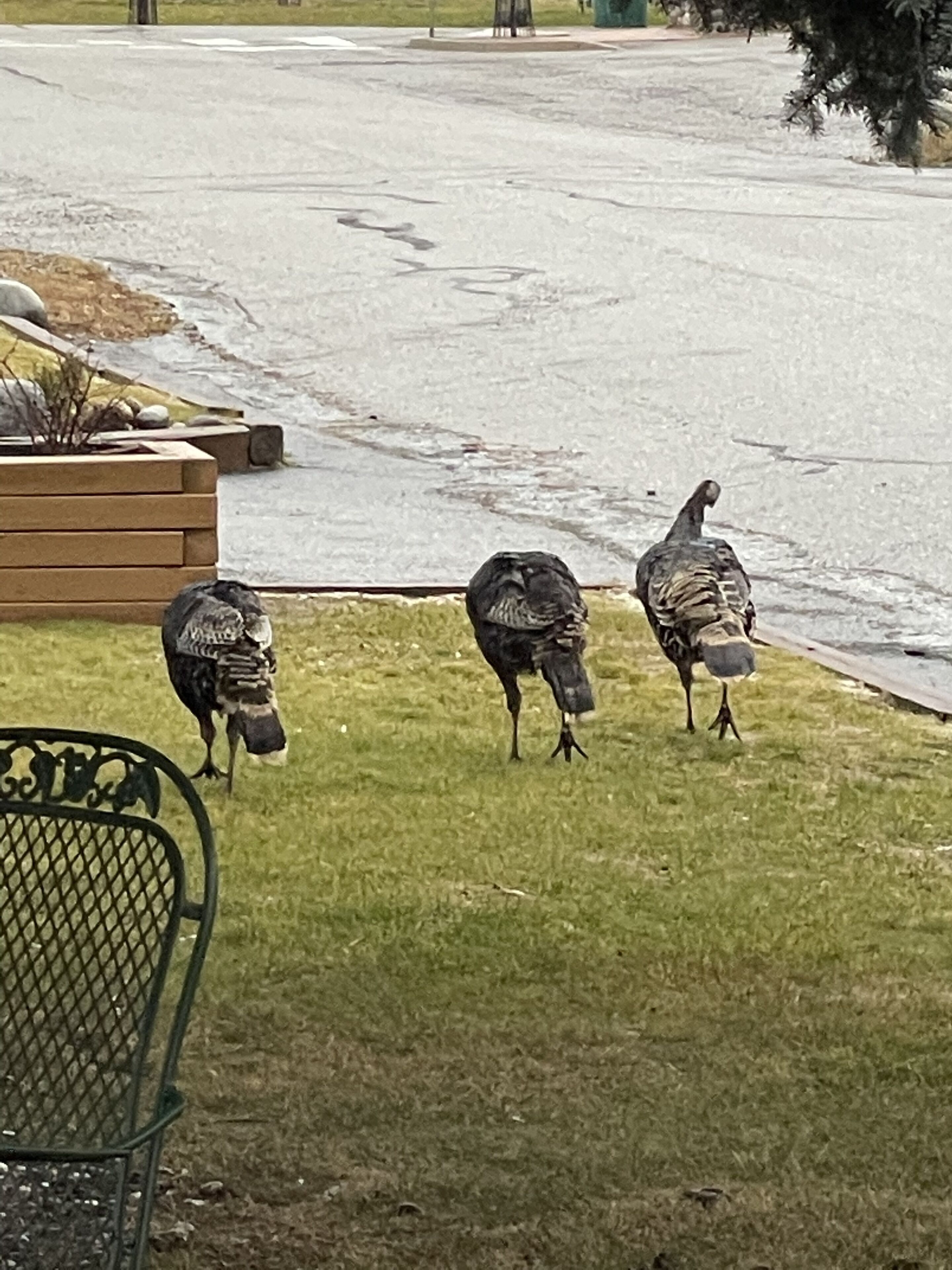 Three turkeys on a grassy area near a road.
