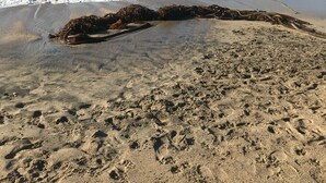 Een zandstrand met voetafdrukken en wier.