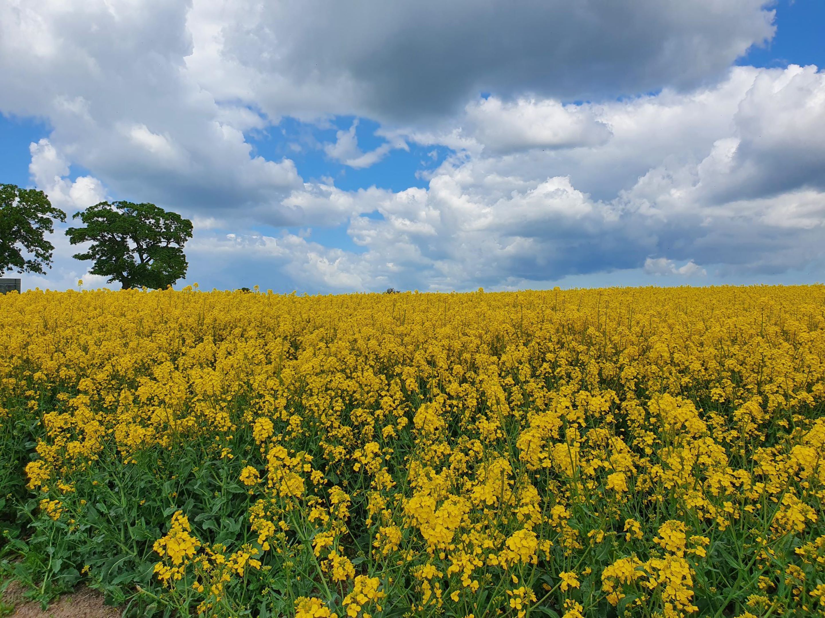 Ein Feld voller gelber Blumen unter einem teils bewölkten Himmel.