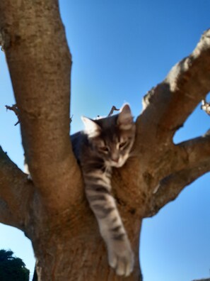 A cat resting on a tree branch. - Mas Dansavan (Oppede)