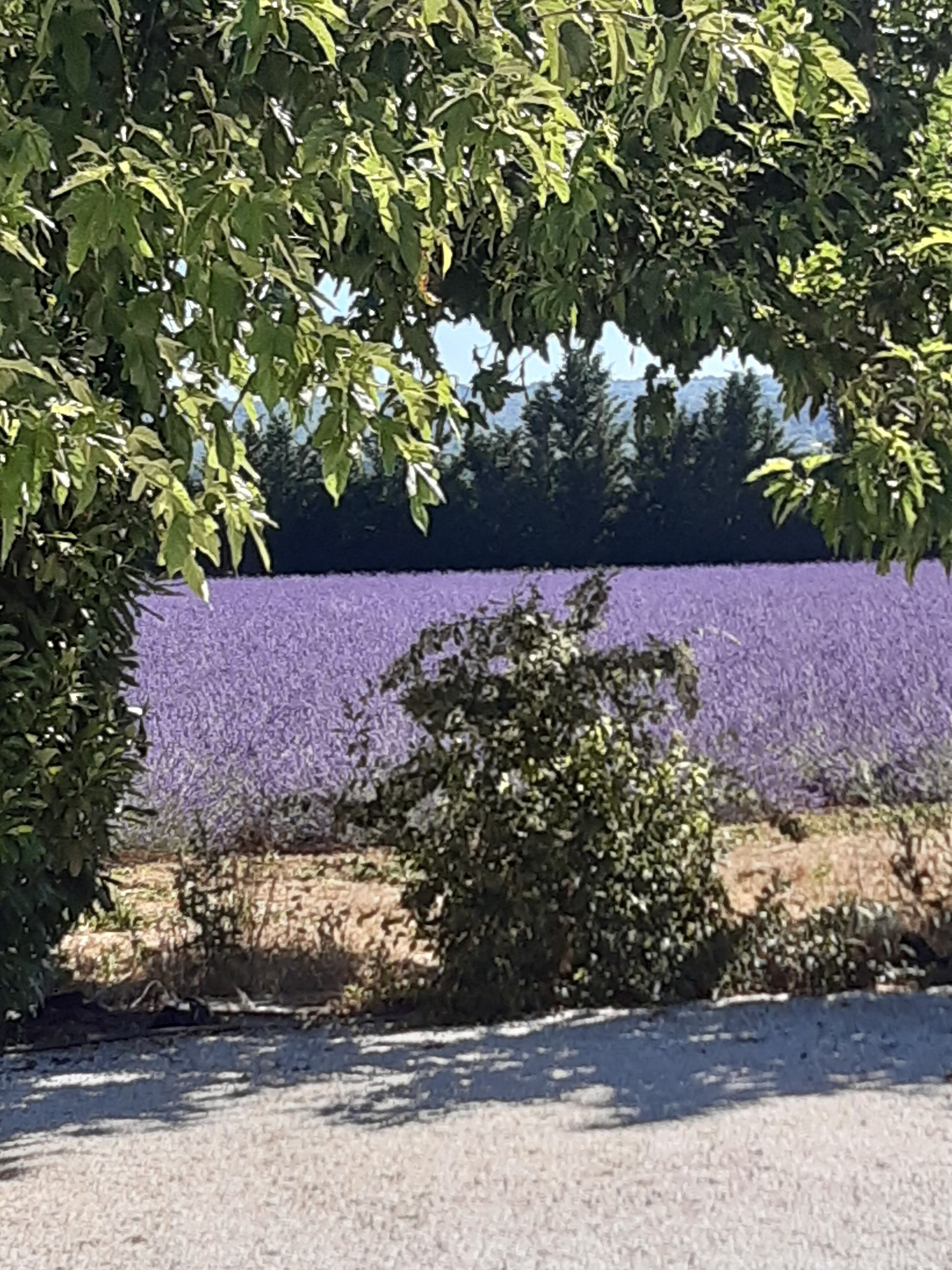 A road with a purple field in the background.
