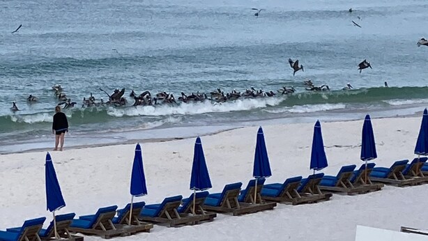 A beach with rows of blue umbrellas and lounge chairs facing the ocean.