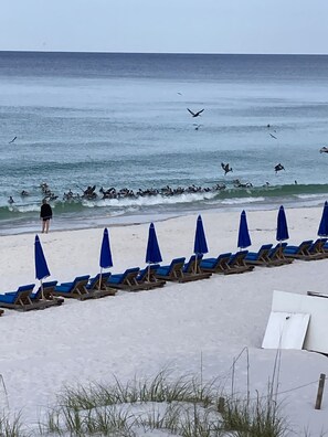 Una playa con hileras de sombrillas azules y sillas reclinables orientadas al océano.