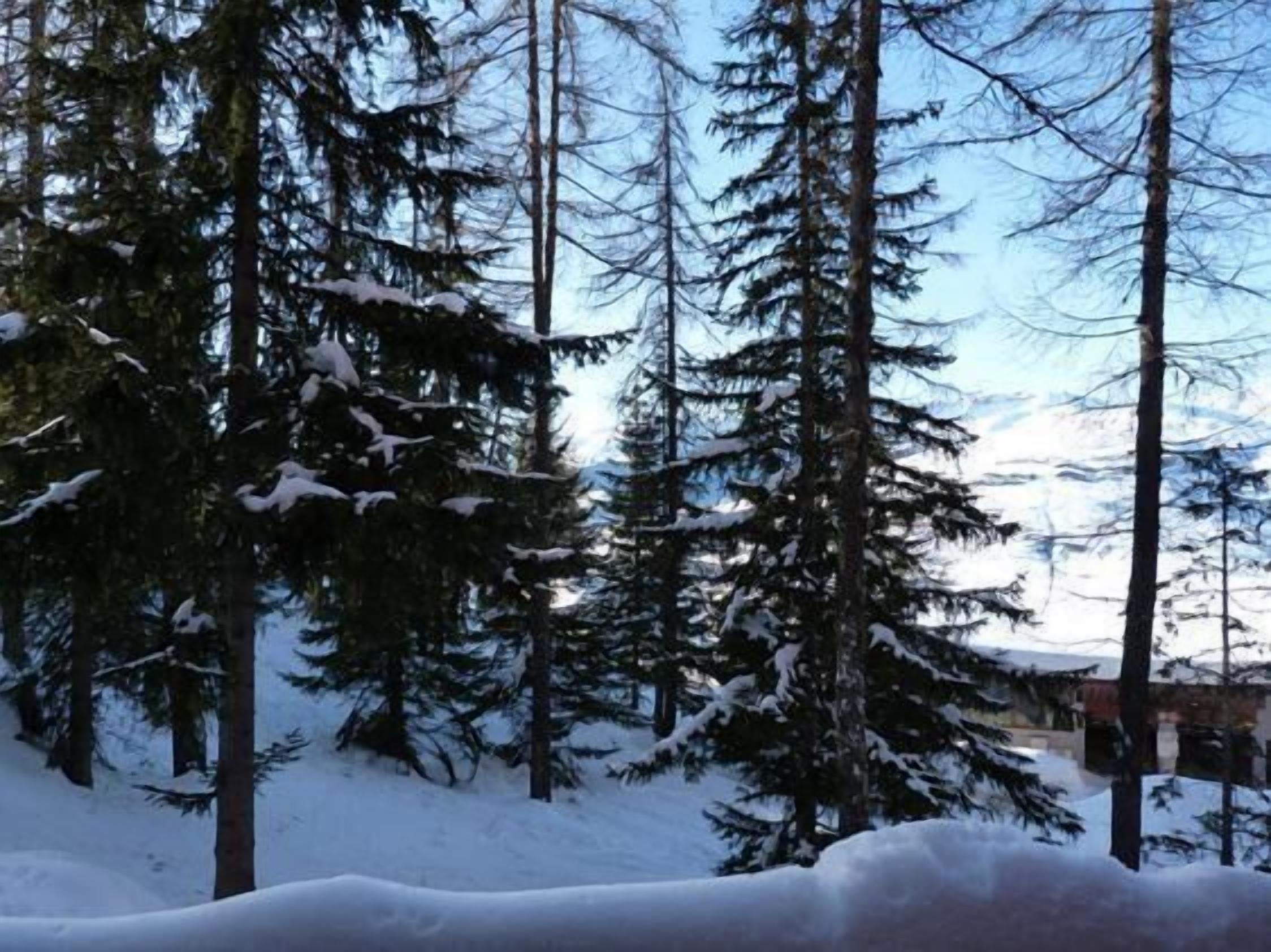 A snowy forest with tall evergreen trees.