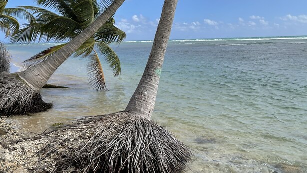 Une plage bordée de palmiers et aux eaux cristallines.