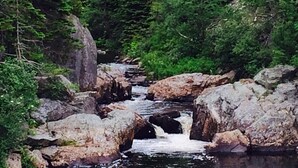 A natural landscape with a flowing river, surrounded by large rocks and dense green foliage. - Hilltop Cottage steps from East Coast Trail, fishing & whale watching (Cape Broyle)