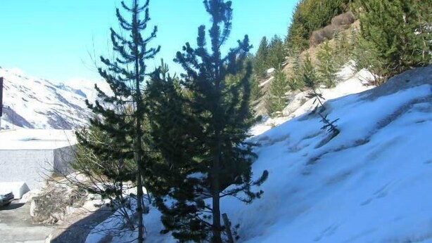 A snowy mountain landscape with evergreen trees and a clear blue sky. - 10m from ski slopes, 1st floor, tv, ski locker, 25m², Les Menuires (Les Menuires)