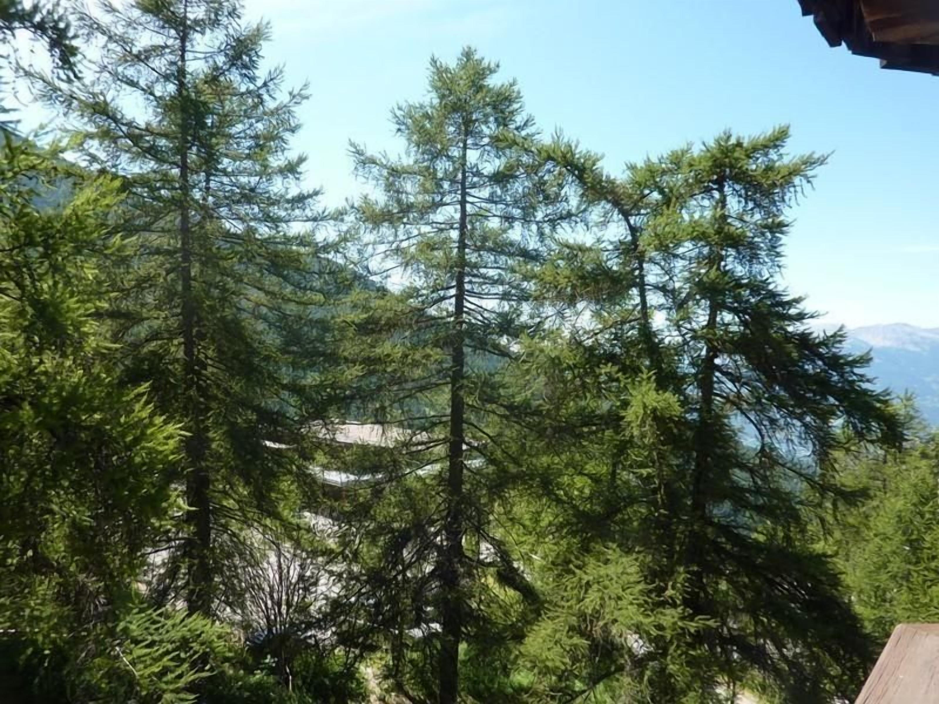 A forested area with tall evergreen trees, a clear sky, and distant mountains.