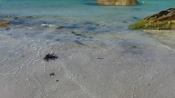 A beach with clear turquoise water, large rocks, and a sandy shore.