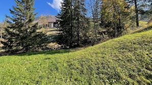 A grassy area with trees and a building in the background.