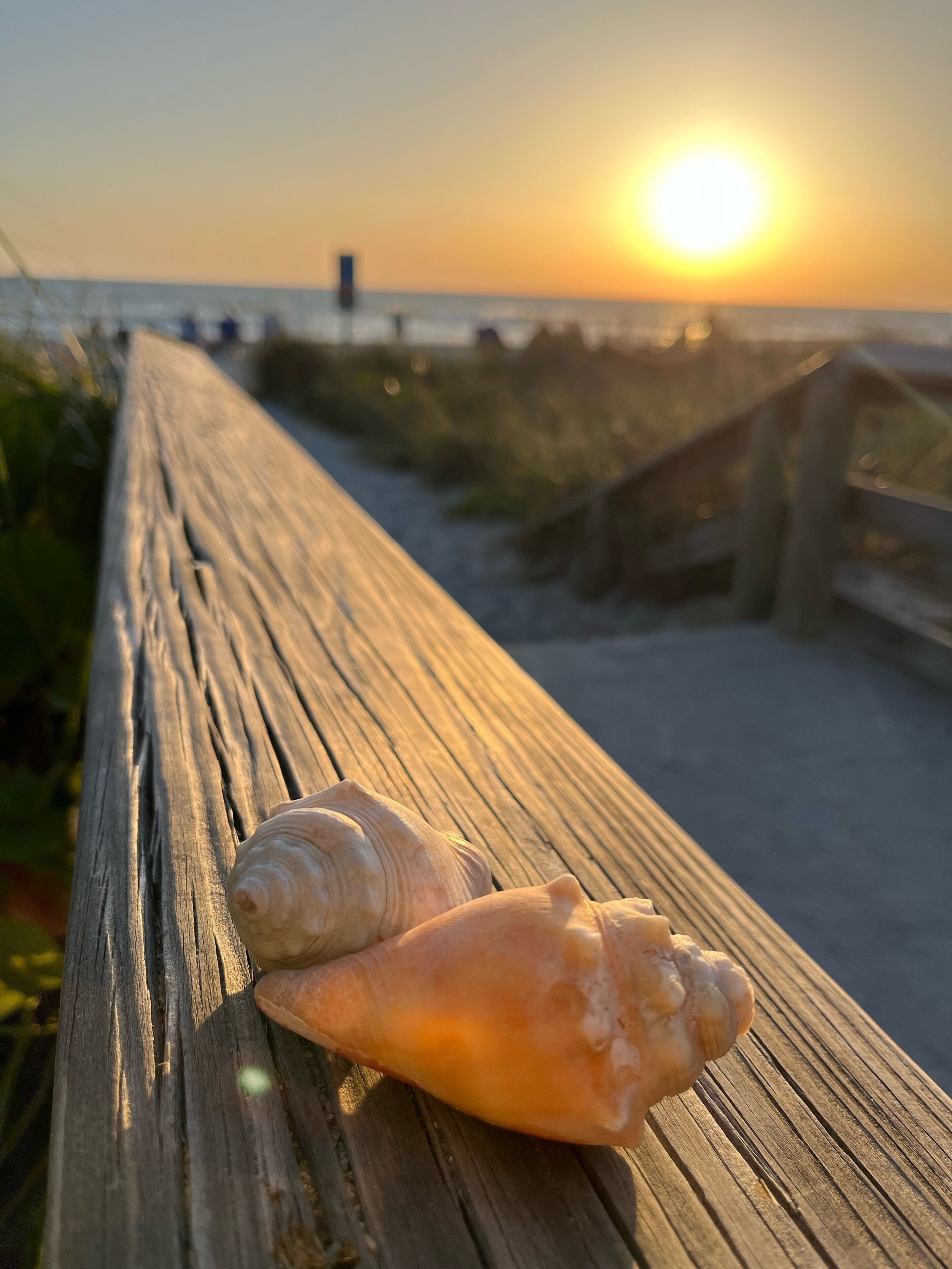 A wooden boardwalk with seashells on it, overlooking a sunset over the ocean.