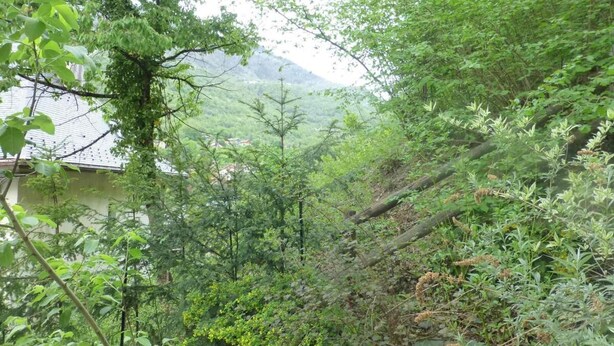 A lush, green forested area with a river and a building partially visible in the background.