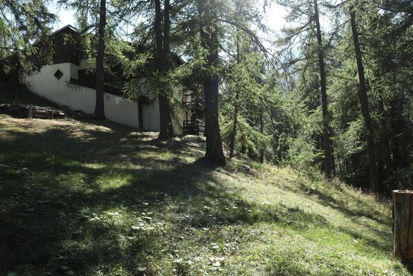 Escape to a serene cabin nestled among tall evergreen trees, surrounded by a natural landscape and a grassy slope.