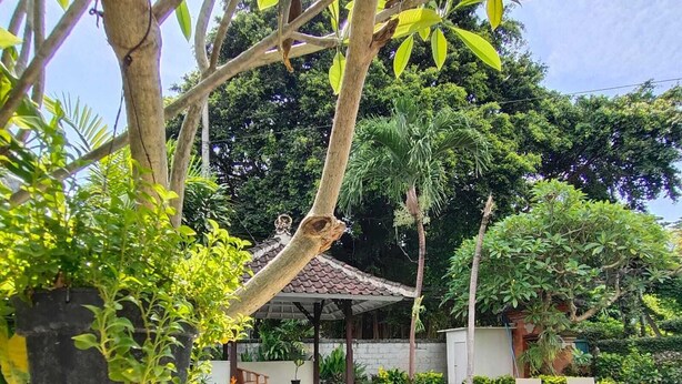 Ein Poolbereich mit Pergola, Liegestühlen und Blumentöpfen.