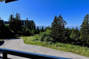 Ein asphaltierter Weg schlängelt sich durch ein bewaldetes Gebiet mit hohen Nadelbäumen und blauem Himmel.
