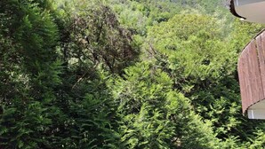 A lush green forest with dense foliage and a wooden structure partially visible on the right.