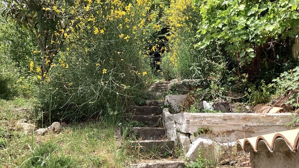 Eine steinerne Treppe, umgeben von Grünpflanzen und gelben Blumen.