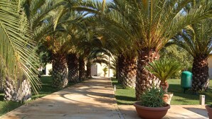 A paved pathway lined with palm trees and potted plants, leading to a building with a light-colored facade.