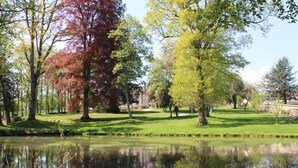 A serene park with a pond reflecting trees and buildings, surrounded by well-maintained grass and a few scattered shrubs.