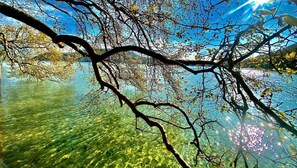 A clear view of a lake with tree branches overhanging the water.