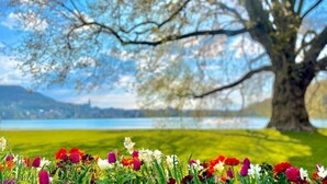 A large tree with a clear view of a lake and a distant cityscape.