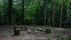 A forest clearing with several wooden stumps and logs arranged in a circle, surrounded by tall trees. - Luxury country retreat with extensive leisure facilities (Lane End)