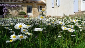 A stone building with a tiled roof and a garden full of daisies.