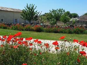 Un jardin avec des coquelicots rouges et un mur de pierre.