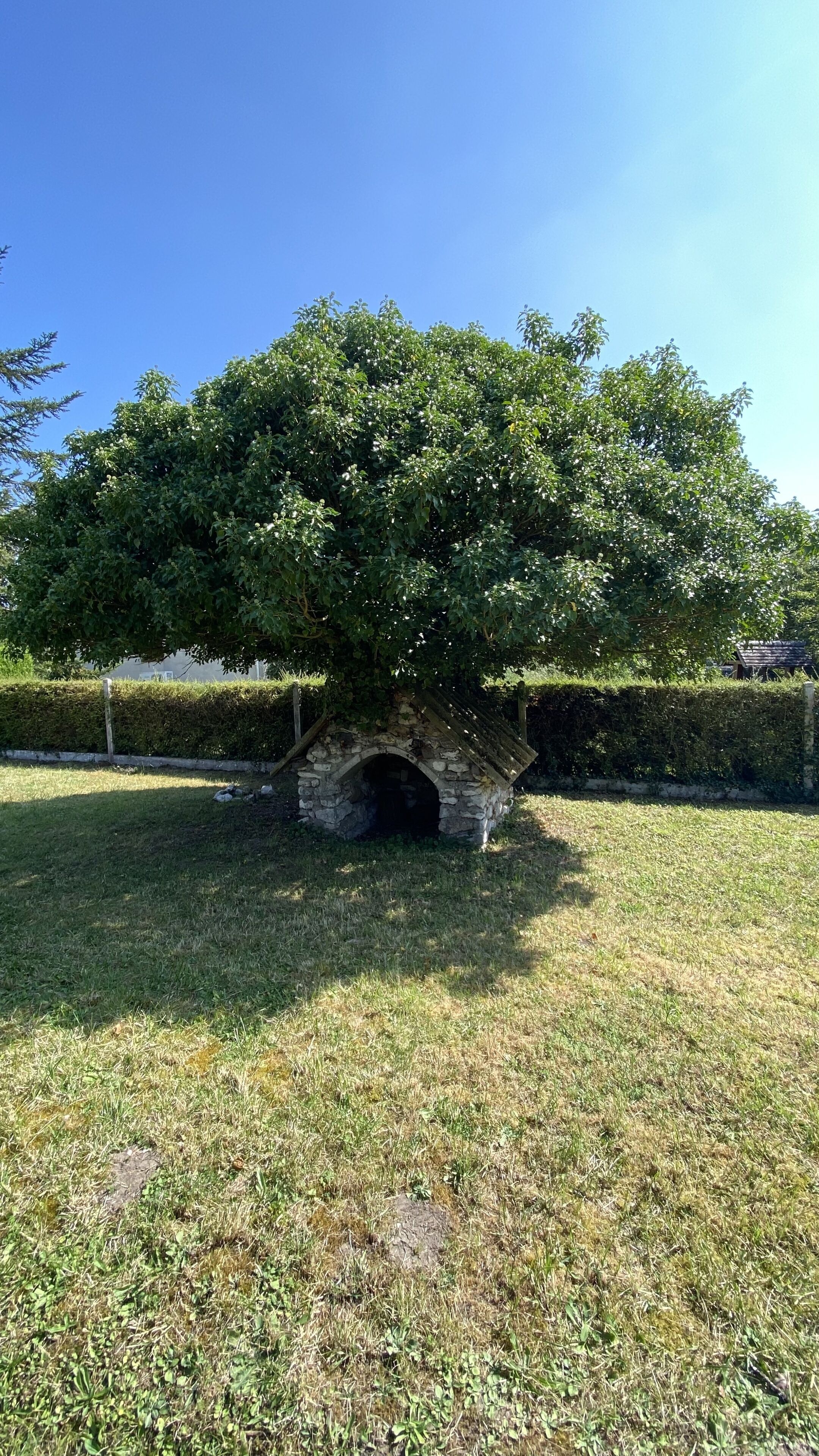 A stone structure with a tree growing over it, surrounded by grass and a hedge.