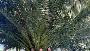 Two individuals standing under a palm tree in a grassy area with a wooden fence and various plants in the background.